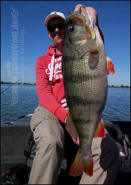 Carolina Rig Barsch