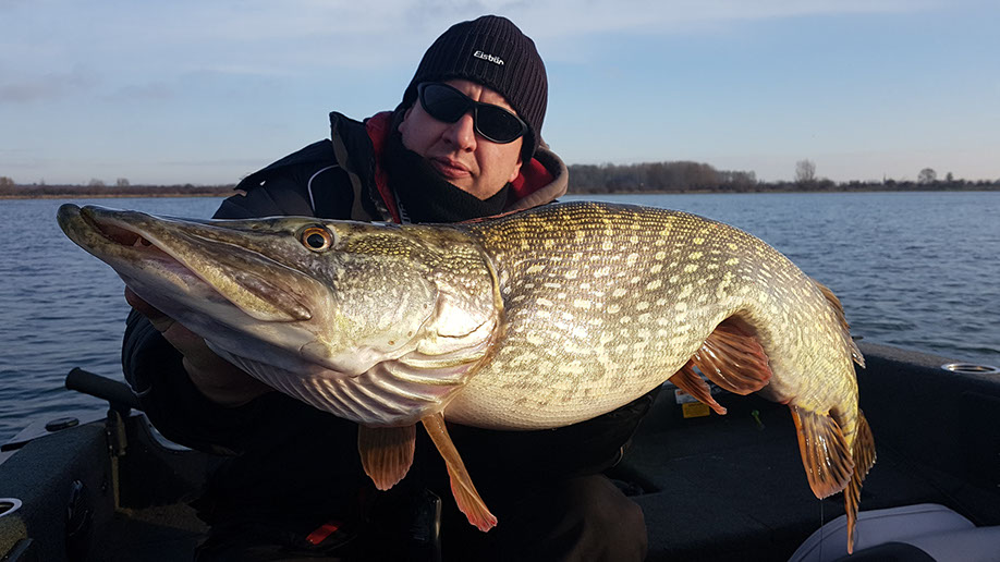 monster Hecht vertikal