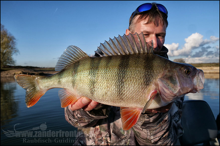 Seiko Pro Frequency Shad