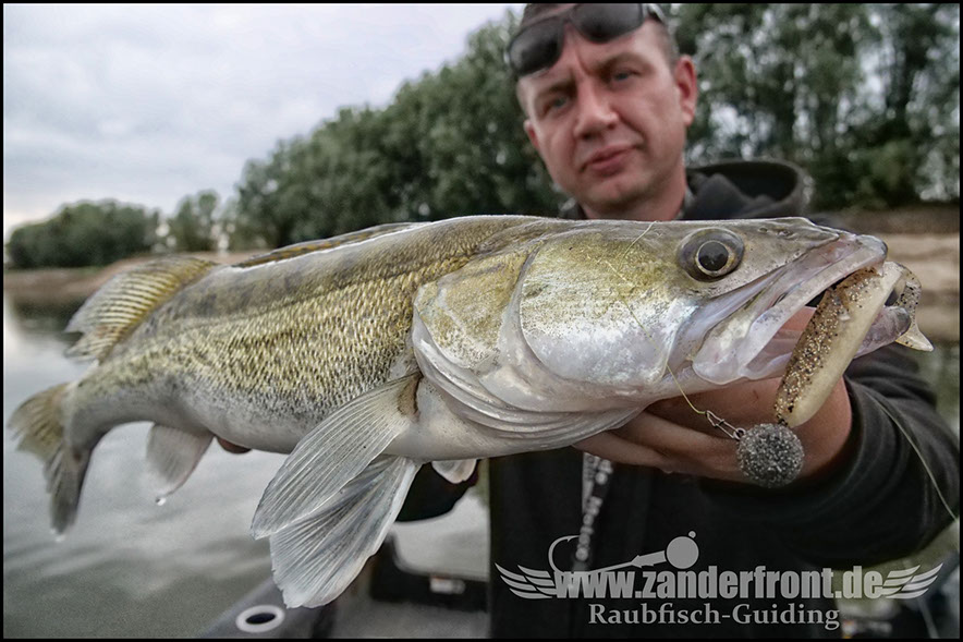 monster Hecht vertikal