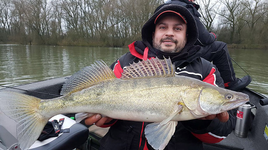 gummifisch auf zander