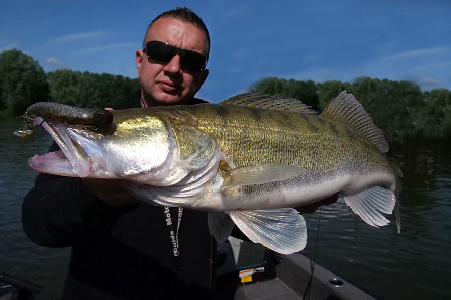 zander auf gummifisch