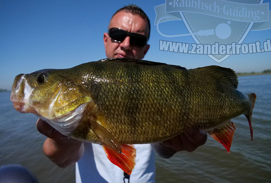 riesen barsch jiggen