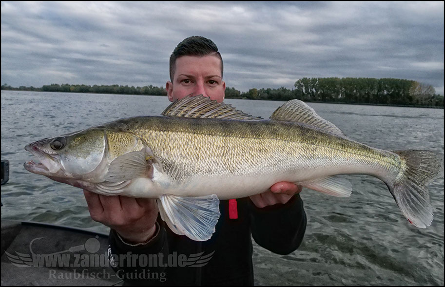 Daiwa tournament 8 braid evo