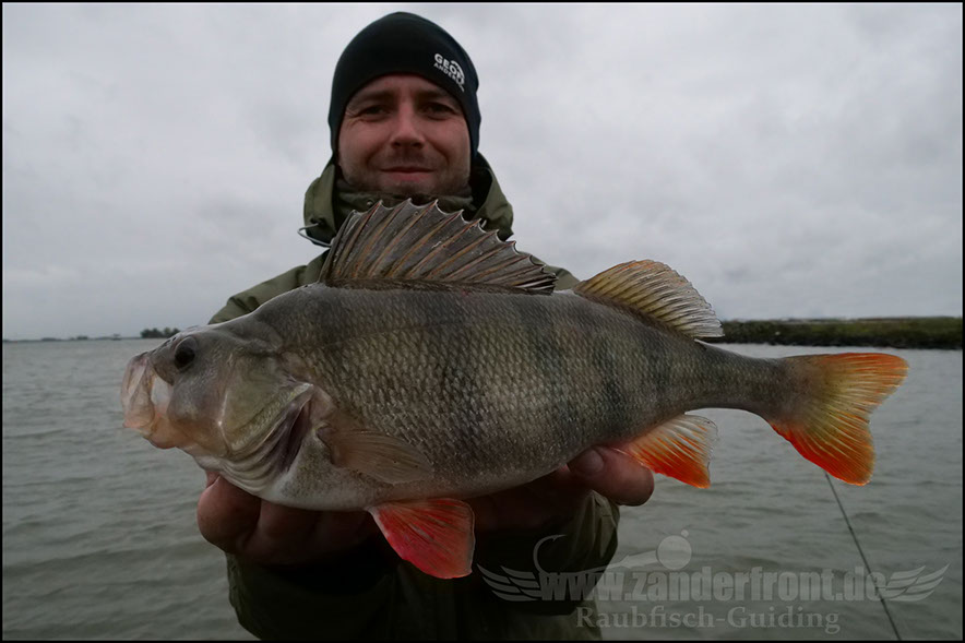 Daiwa tournament 8 braid evo