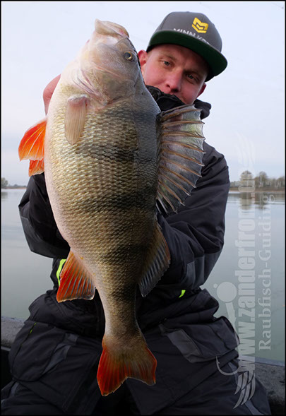 Barsch guiding holland