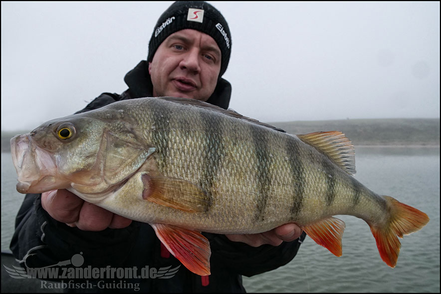 Seika Pro speed shad