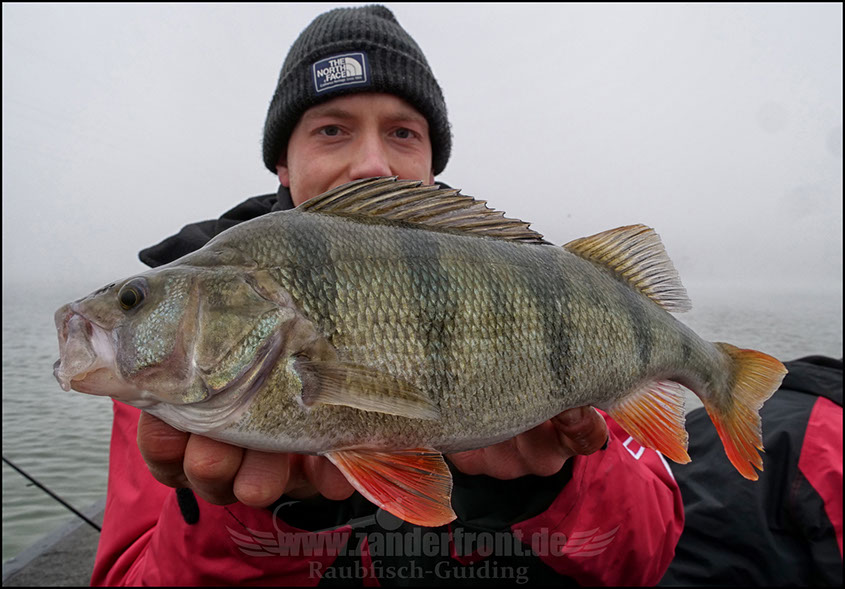 Seika Pro speed shad