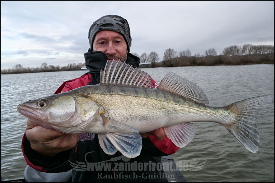 vertikal angeln auf zander