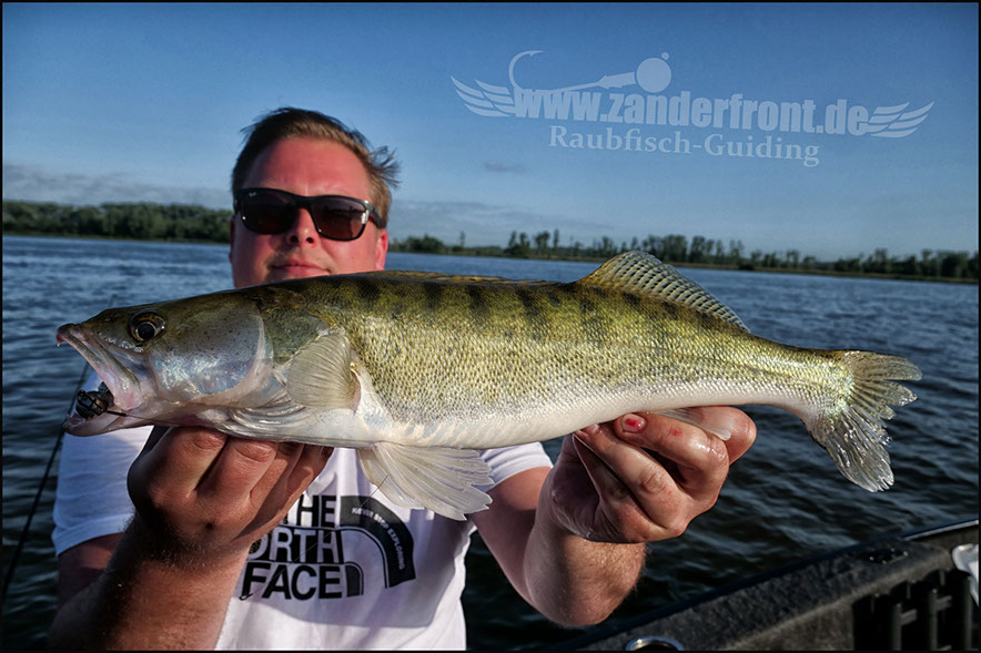 vertikal angeln auf zander