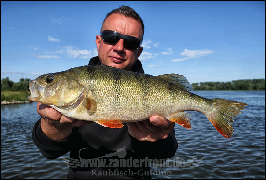vertikal angeln auf zander