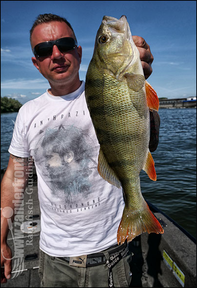 vertikal angeln auf zander