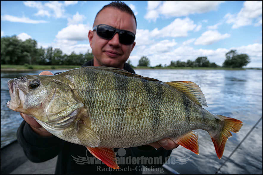 vertikal angeln auf barsch