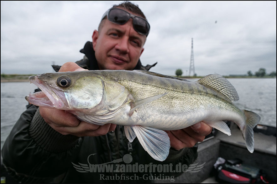 vertikal angeln auf zander