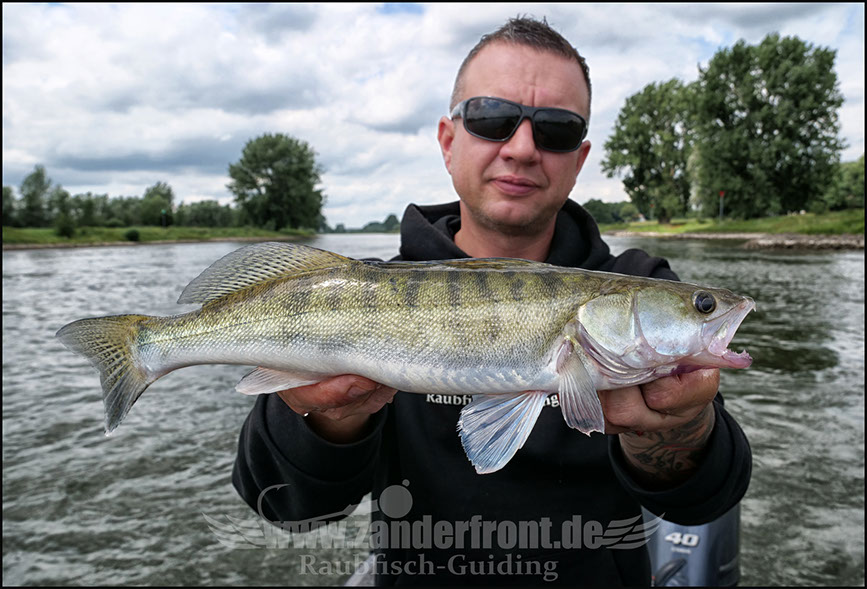 vertikal angeln auf zander