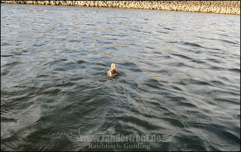 vertikal angeln auf zander