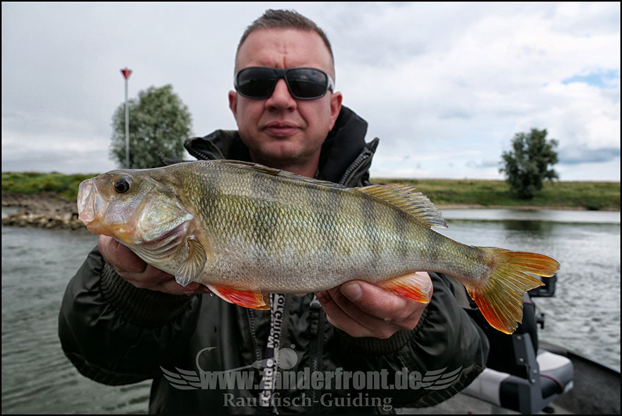 vertikal angeln auf zander