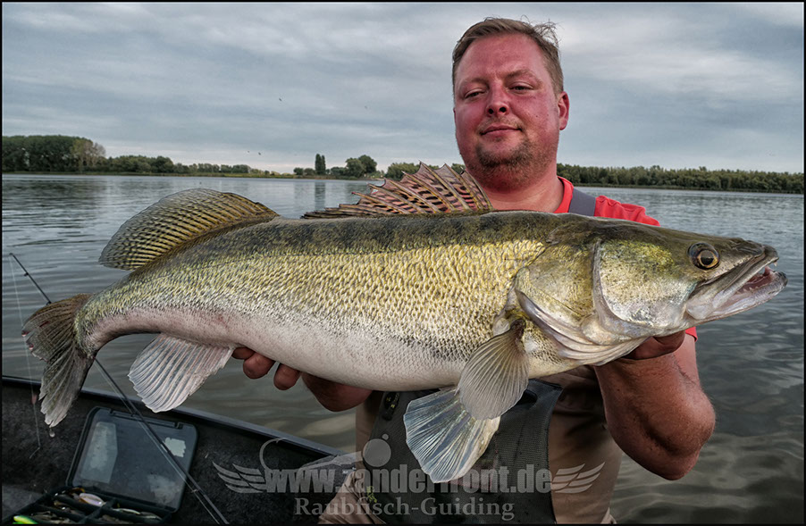 spinnfischen auf zander