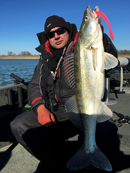 Quantum freddie shad