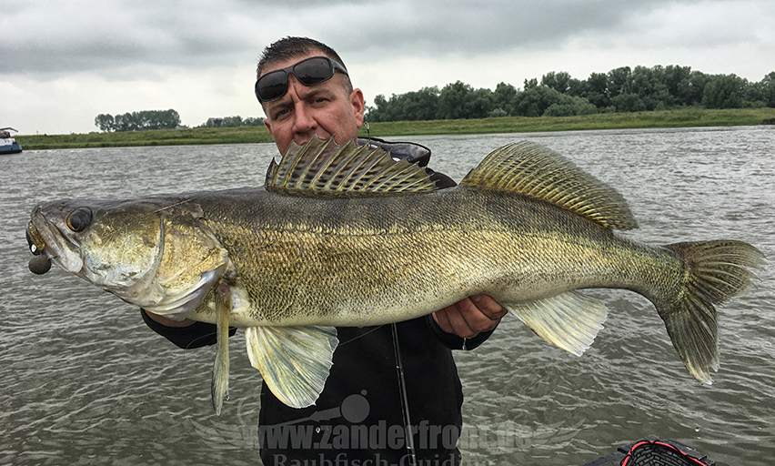 zander auf wobbler